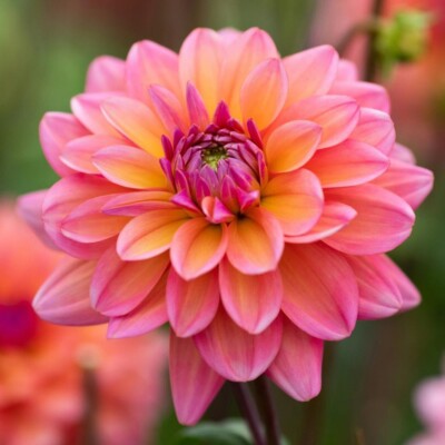 Ｄahlia☆様 Amazon.com : Votaniki Dahlia Summer Flame - Perennial