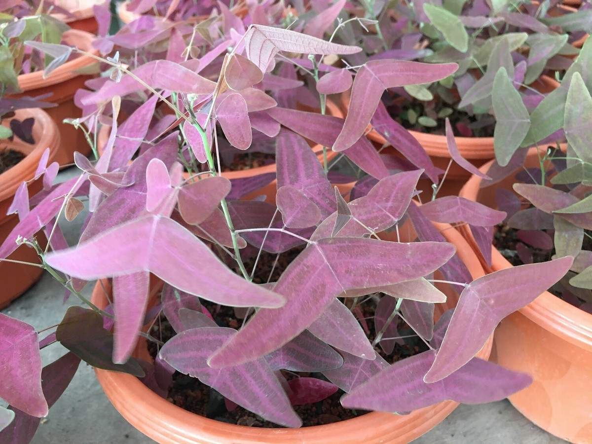 Red Wing Butterfly Plant Christia Vespertilionis FRESH USA organic seeds |  eBay