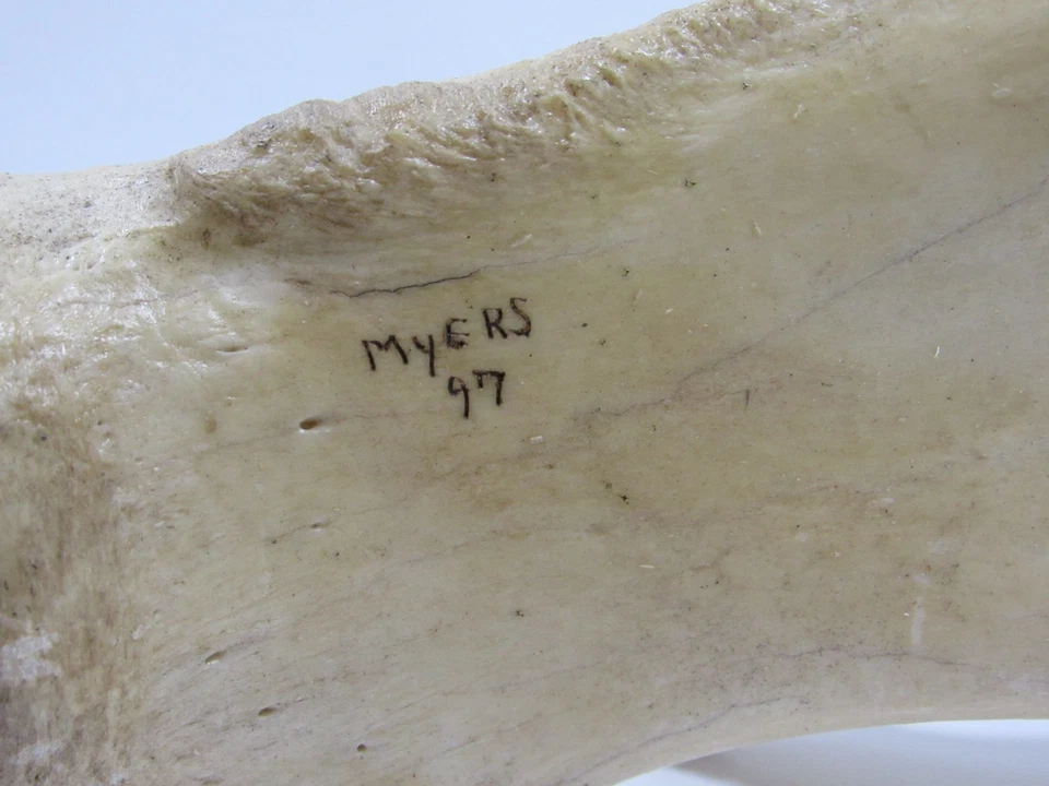 Escápula de ciervo de colección hoja de hombro hueso Scrimshaw arte popular #P29 Foto 3 de 4