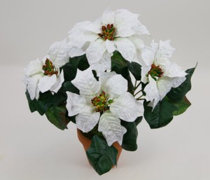 rote blüte zimmerpflanze Anthurie Rot kaufen – Exotische Pflanze mit roter Blüte – MO BLUMEN