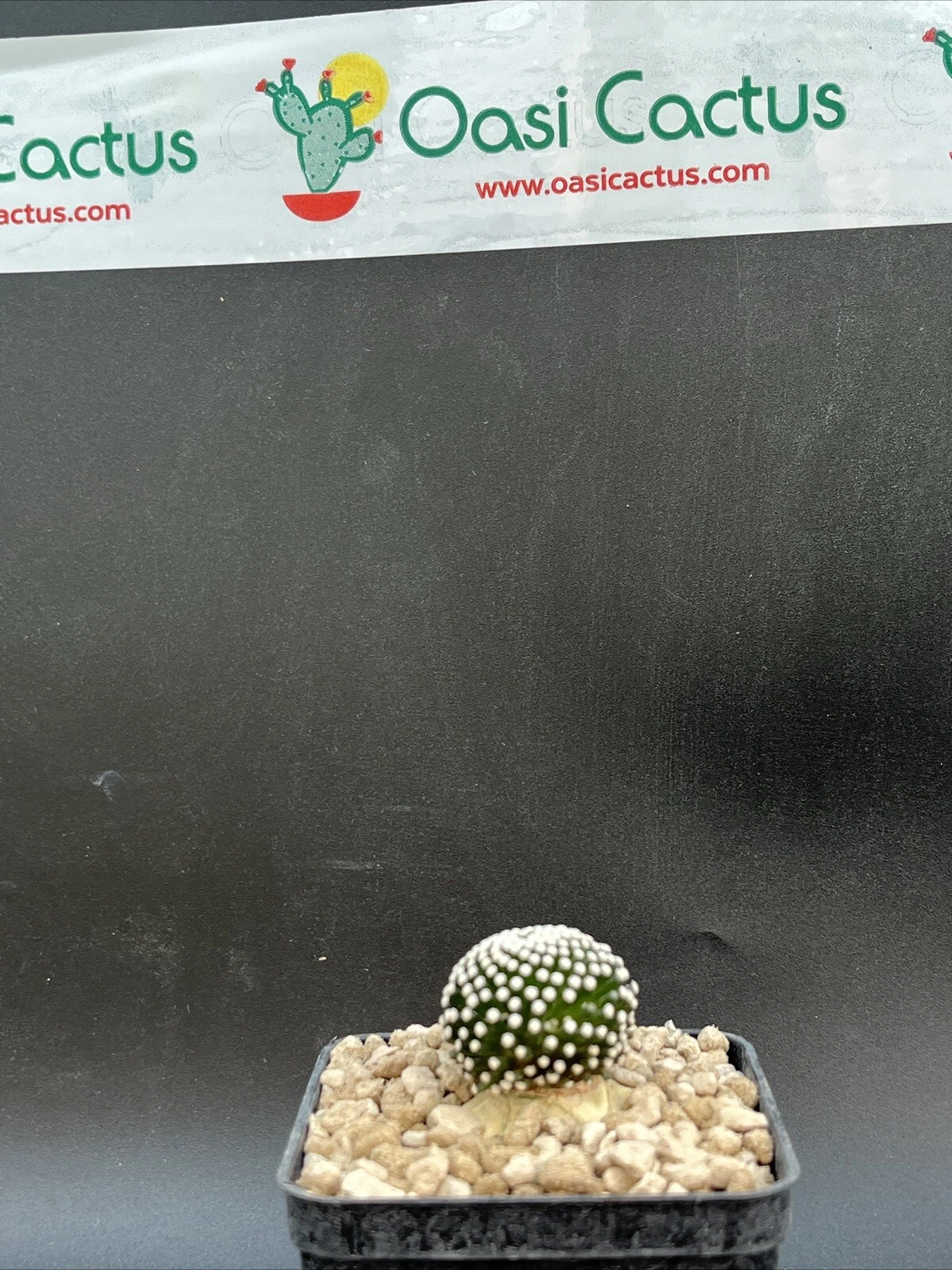 Foto 4 di 5