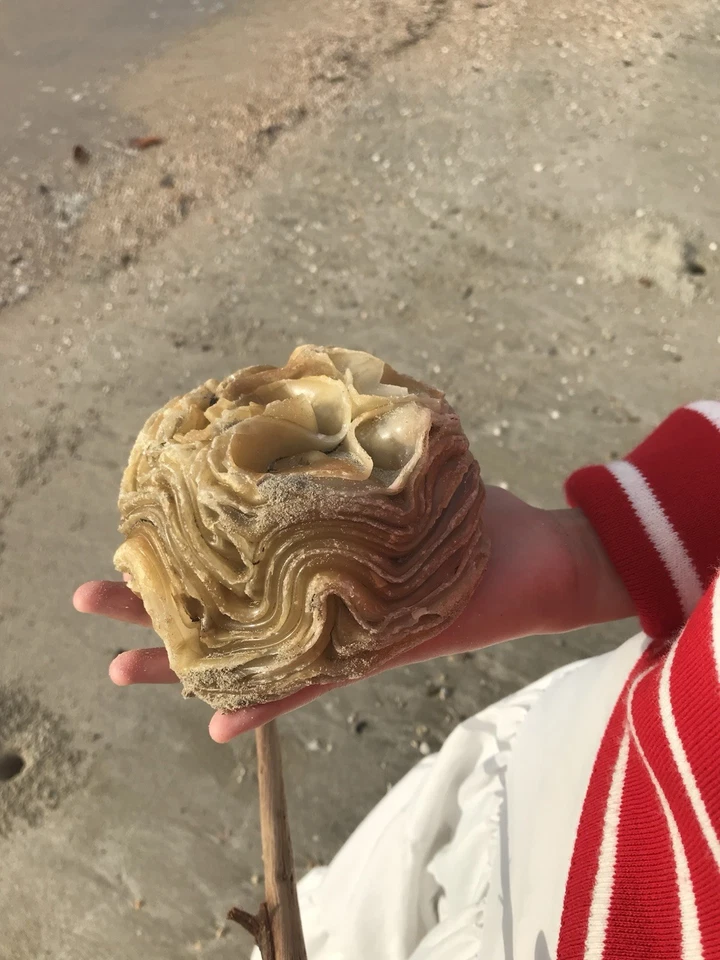 Rare Natural Ocean Rose Specimen 471.6g Found in Malaysia | Origin Unknown - Image 4 of 4