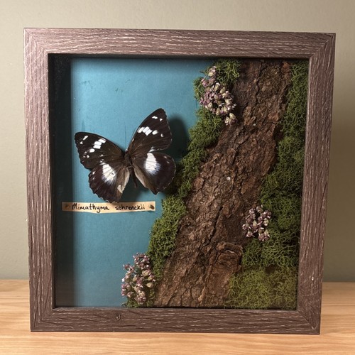Mimathyma schrenckii Butterfly Specimen Wood Picture Frame Display