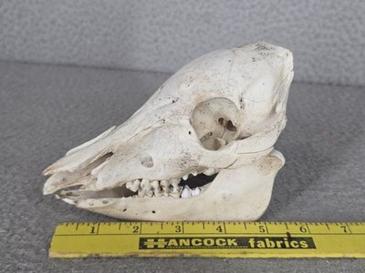 Small Wild Hog Skull Boar Found In Texas Feral Pig Hunting Bone Teeth Tusks