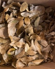 Live Oak Leaf Litter 1 Gallon bio-active substrate for Terrariums/Vivariums