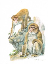 Berberberaf Naczelne Krewni kotów morskich - Obraz z nadrukiem artystycznym - 25,5 x 17,5 cm