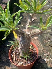 Pachypodium rosulatum var. gracilius Cactus Succulent Plant beautiful Plant