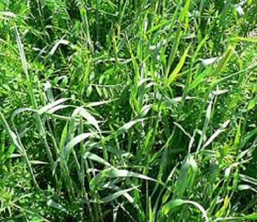 Winter Rye Pics RYE & VETCH TARES Winter Hardy Green Manure Seed 50g to 25 kg Bulk ...
