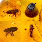 Burmese Amber with Fly, Seed and 2 Insect Inclusions with 4x Magnifying Case COA