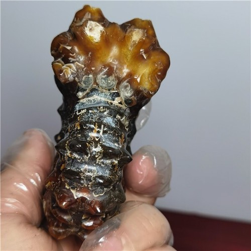 245g Ammonite specimens of natural conch from "goat's horn" of Madagascar A21 - Picture 5 of 13