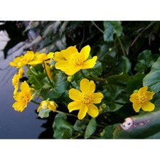 1 x Marsh marigold Caltha palustris yellow flower Marginal Plant