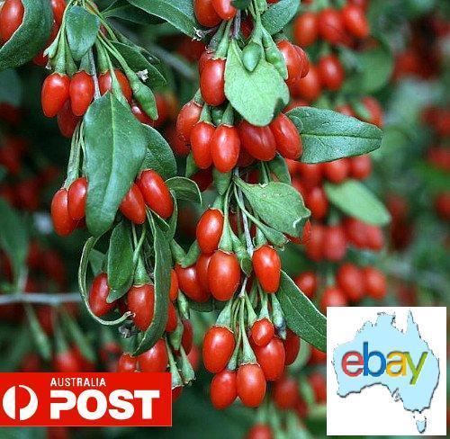 Goji Berry Seeds – Lycium barbarum (Wolfberries) | eBay Australia