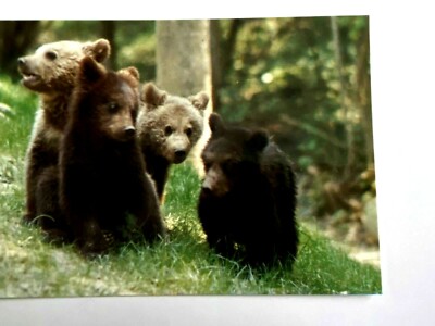 Postcard Les animaux LES BEARS de BARIBAL THOIRY en Yvelines France NEW 
