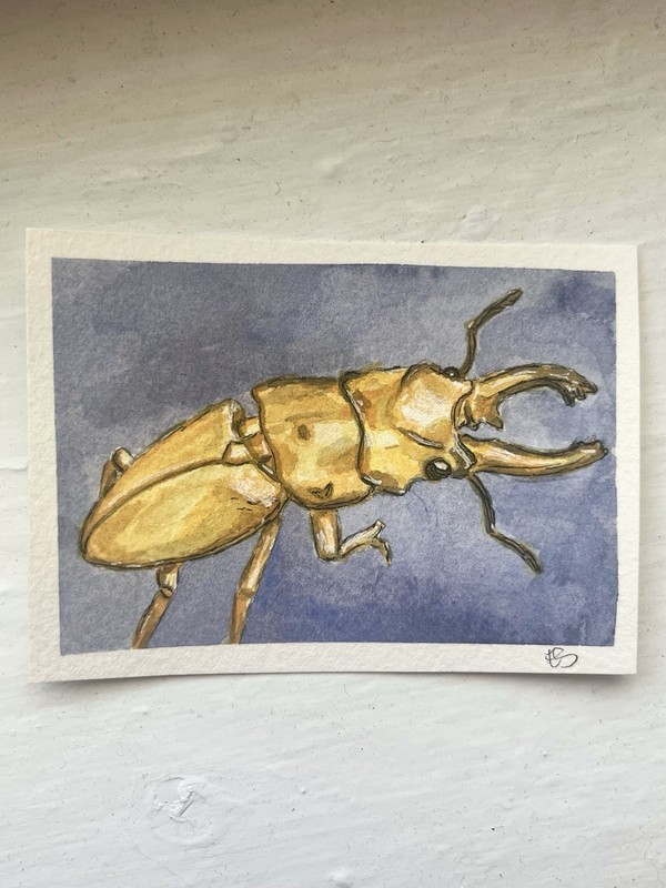 ACEO Original, Yellow Stag Beetle, Watercolor Mini Painting 3.5in by 2.5in Art