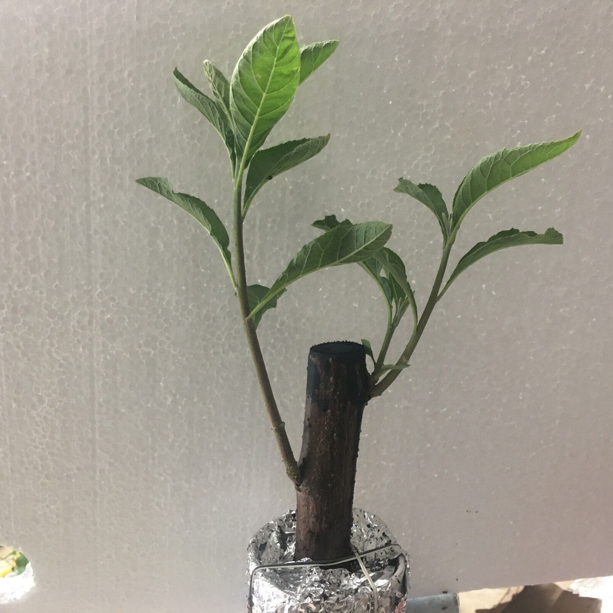 3 AFRICAN BITTER LEAF PLANTS - VERNONIA AMYGDALINA. | eBay