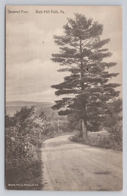 Sentinel Pine Buck Hill Falls Pennsylvania Albertype Postcard