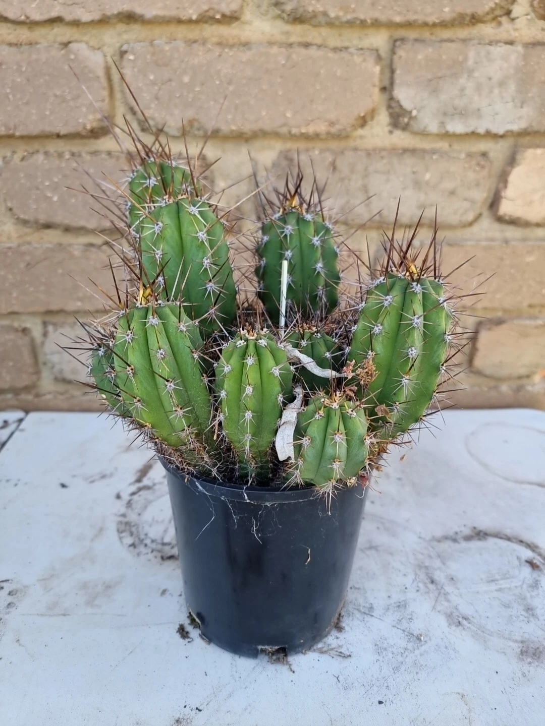 Picture 4 of 5