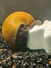 3 Jade Mystery Snails Pomacea Bridgesii Live Freshwater Snail - Plants