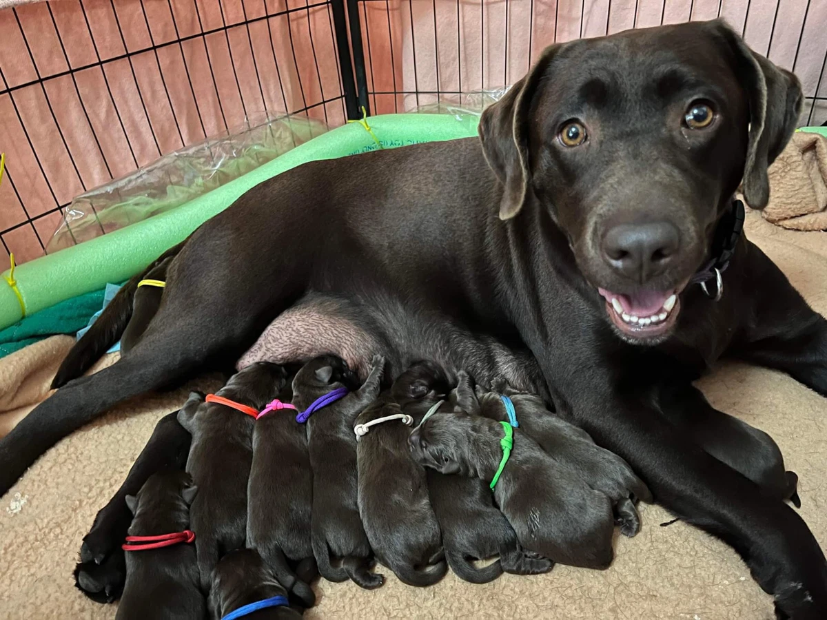 Id bands cheap for puppies