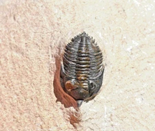 Trilobite Fossil, Cryphina sp (Pseudocryphaeus), from Morocco #1