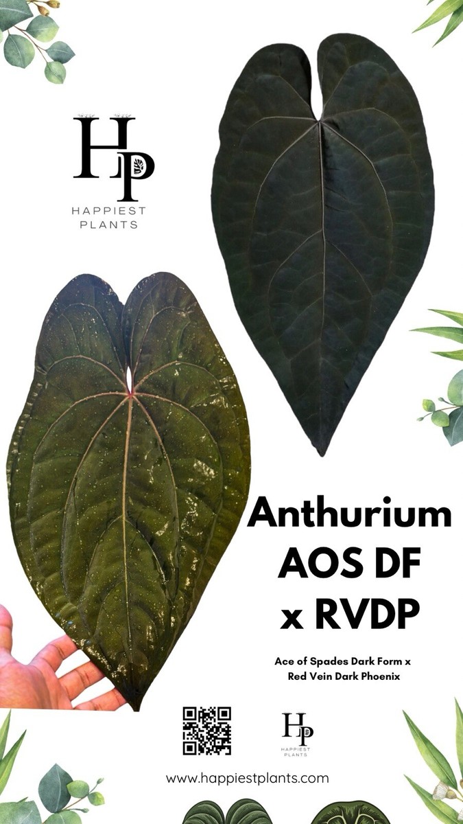Anthurium AOS Dark Form x RVDP | eBay UK