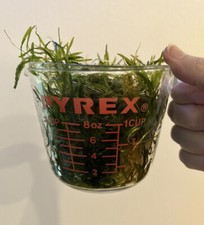 Guppy Grass Najas - Live Aquarium Freshwater Plant