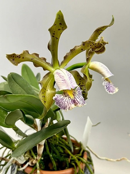 Cattleya schilleriana f. coerulea Orchid species Blooming size Rare
