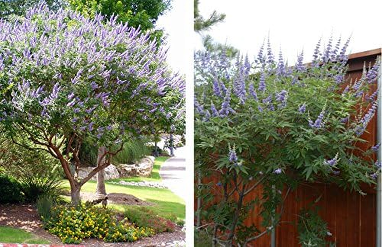 1 Texas Lilac Vitex Trees Live Plants Quart Containers Purple