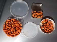 BIRD OF PARADISE SEEDS, LOT OF 150 SEEDS