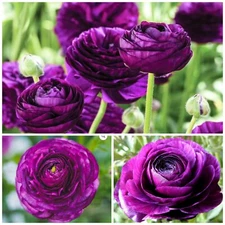 50PURPLE Ranunculus Bulbs DOUBLE Buttercups Spring BARGAIN!