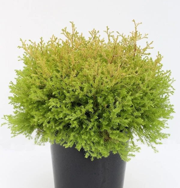 In Thuja - (- Lebensbaum -) Pflanzen, Bume & Strucher fr Torf-Strucher  & Hecken online kaufen | eBay.de