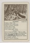 1903 Cincinnati Games Wild Animals Ant-Eater #Anea 0w6