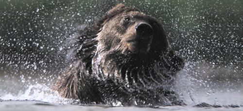 XXL-Ansichtskarte: Braunbär im Wasser, Kamtschatka - Afbeelding 1 van 1