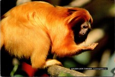 (286) Monkey - Golden Lion Tamarin (NZ Auckland Zoo)