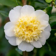 Camellia Brushfield's Yellow 2 Litre White with Creamy Yellow Centre