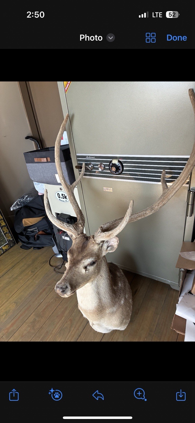 Axis Deer Taxidermy Mount