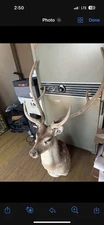 Axis Deer Taxidermy Mount