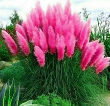 10 Seeds Pink Pampas Grass Seeds Rare Unusual Stunning flower