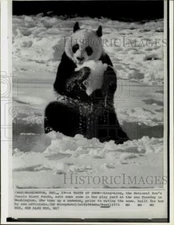 1973 Press Photo Ling-Ling eating snow at National Zoo in Washington - hpw26790