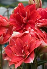 Pretty Imported Double Amaryllis Lily Red Colour Flower Bulb Pack Of 3 Bulbs