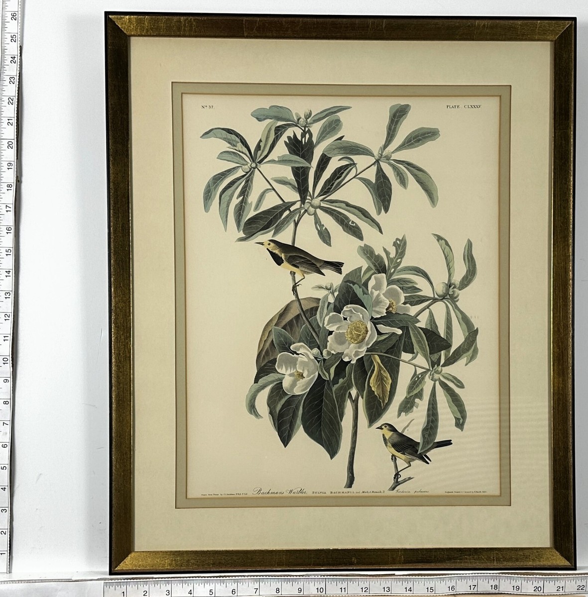 サントドミンゴ専用 Robert Havell after John James Audubon Bachman's Warbler