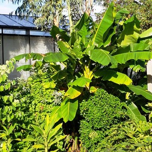 Musa Raja Puri Seltene Winterharte Fruchtbanane Pflanze 215487 Ebay