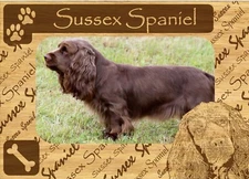 Sussex Spaniel w Paws Engraved Wood Picture Frame Magnet