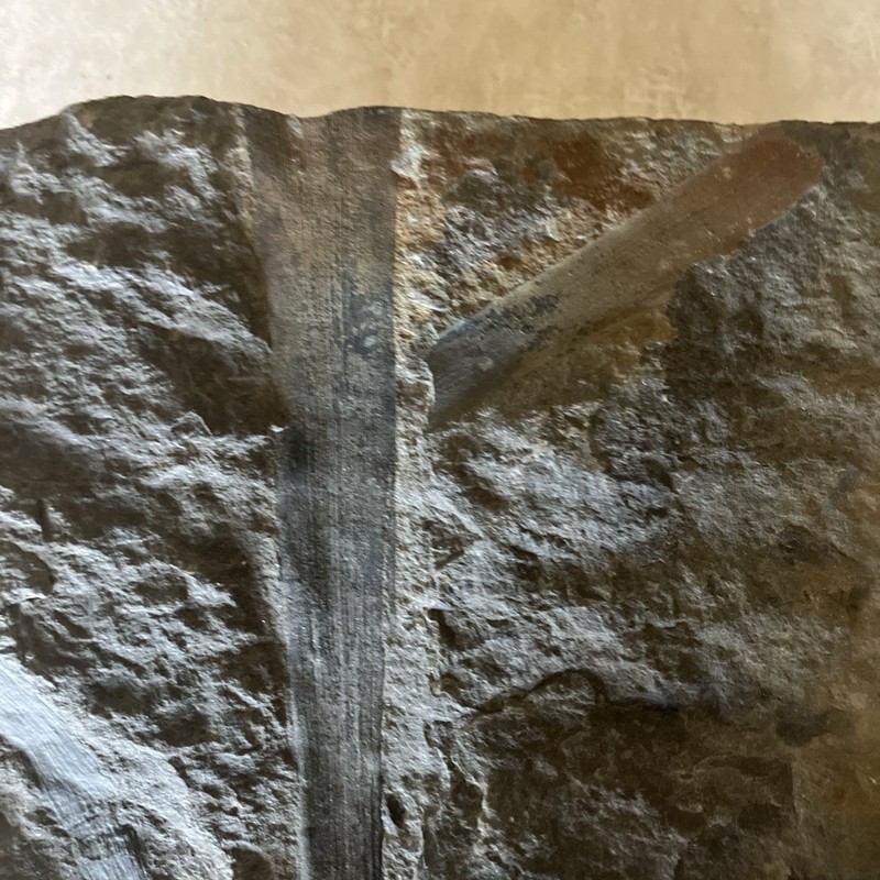 Fossil Leaves of Cordaite. WV. 300 Million Years Old. Rare Find