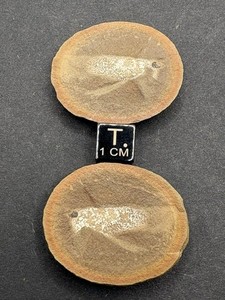 Mazon Creek- Aquatic Vertebrate Esconichthys apopyris from Pit 11.