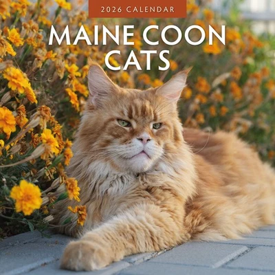 RED ROBIN PUBLISHING Maine Coon Cats 2026 Square Wall Calendar