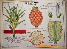 Obraz na rolce Karta szkolna Szkoła Karta ścienna Tablica dydaktyczna OBUSTRONNA Ananas i banan