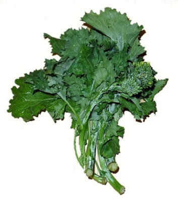 Kohl Cima Di Rapa Sessentina   10 g Züchtersaat für aromatische Ernte