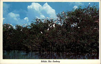 FLORIDA USA Pc White Ibis Rookery (Vögel) Everglades Park Postcard ~1960/70