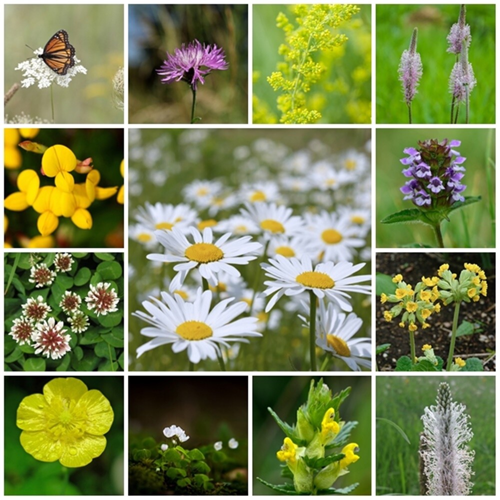British Native 100% Wildflower seeds - Traditional Meadow Mix -2g. UK Bred Seed.
